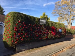 Poppy hedge